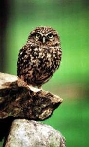 A common little owl